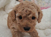 Beautiful toy poodle babies