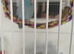 Pacific Blue Parrotlet,