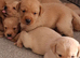 2 Stunning Fox Red Labradors