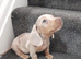 Dashund pups