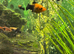 Platted/molles