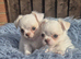 KC registered chihuahua puppies