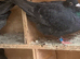 Black coloured racing racer pigeons £20 each