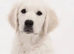Adorable Golden Retriever Puppy Girl