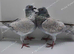 REDUCED RARE COLOURED RACING PIGEONS