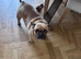 Female French bulldog 5 years