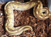 Royal pythons for sale