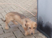 8 MONTH OLD DASHUND DOG