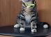 Gorgeous tabby male kitten