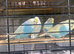 Budgies