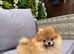 ** KC ORANGE SABLE POMERANIAN GIRL**