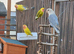 Job lot of lovebirds for sale.