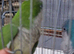 Blue and green quaker parrot