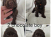 Cocker spaniel 3 boys available