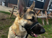 GSD