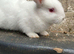 Lovely pure New Zealand male rabbits