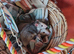 Lovely rats
