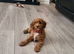 Cockapoo