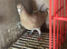 Pigeons for sale!