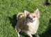 Long & short coat chihuahuas