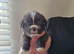 7 week old pocket bullys