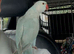 Team Indian ringneck blue