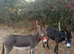 Jenny donkeys infoal