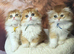 Beautiful Scottish Fold longhair kittens