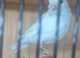 Fife canary's various colurs