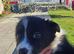 Border collie puppy