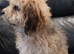  Adorable Female Cavachon Puppy Ready for Her Forever Home!