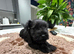 Beautiful Schnauzer pups