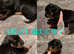 Puppies
