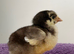 Rehome x10 4 week old Orpington’s