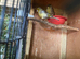Gloster Canaries