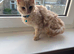Maine coone cross Ragdoll kitten