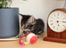 Gorgeous Kittens Ready to Find Their Forever Homes