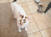 Calico cat super friendly to humans