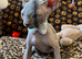 Grey sphynx boys