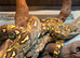 Madagascan Tree Boa Chipped + with Papers at Birmingham Reptiles