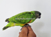 Stunning baby Senegal ready soon