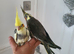 3 beautiful hand reared cockateils.