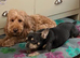 Loving 1 year old Male Chihuahua x French Bulldog for sale
