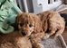 READ NOW Miniature Goldendoodle Puppy F1B
