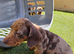 Minature dachshund pups