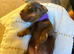 Chocolate and tan miniature dachshunds