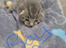 Beautiful litter of kittens