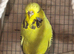 Three budgies looking for a forever home