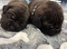 Cane Corso Puppies