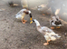 Male Indian Runner duck